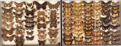 two pictures of moths on display in a white box