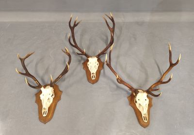 deux têtes de cerfs accrochées au mur, avec leurs bois