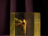 an insect in a glass box sitting on top of a table