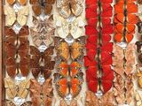 many different types of butterflies displayed in a wooden box