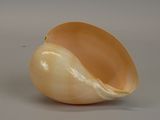 a shell that is sitting on a table