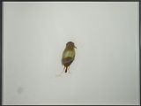 un oiseau posé par terre dans la neige