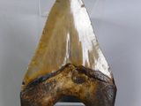 an image of a shark tooth in a display case