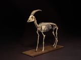 le squelette d'une chèvre est exposé sur un socle en bois
