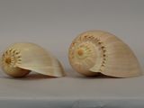 two shells that are sitting on a table