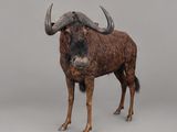 un animal brun et noir, doté de cornes, debout sur une surface grise