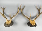 deux têtes de cerfs accrochées au mur, avec leurs bois