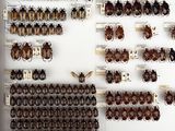 a lot of bugs that are on display in a glass case