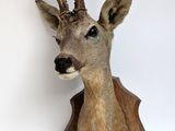 une tête de cerf fixée au mur d'une pièce