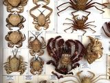 many different types of insects displayed in a display case