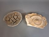deux coquillages posés sur une table