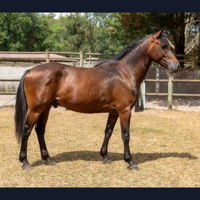 un cheval qui se tient dans l'herbe, dans un enclos clôturé