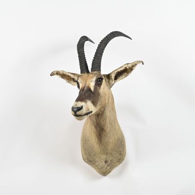 une tête d'antilope accrochée au mur sur un fond blanc