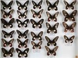de nombreux papillons exposés dans une vitrine