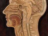 une image représentant une maquette de tête humaine
