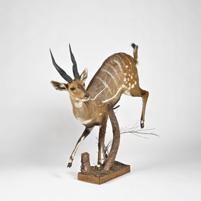 statue représentant une antilope debout sur ses pattes arrière, posée sur un socle en bois