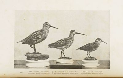 trois oiseaux perchés les uns sur les autres