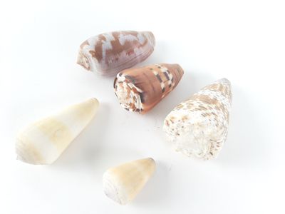 several different types of seashells on a white surface