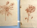 deux dessins de fleurs sur une feuille de papier posée sur une surface bleue