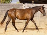 un cheval qui se promène dans la terre