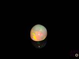 an oplite in the dark with its reflection on the surface