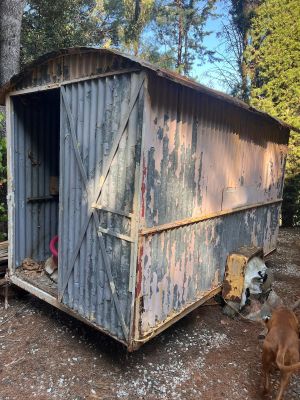 un chien debout près d'un abri dans les bois
