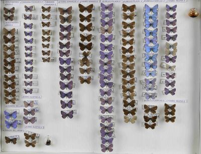 de nombreux papillons exposés dans une vitrine accrochée au mur