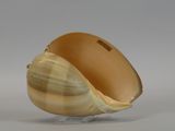 a shell that is sitting on a stand on a table