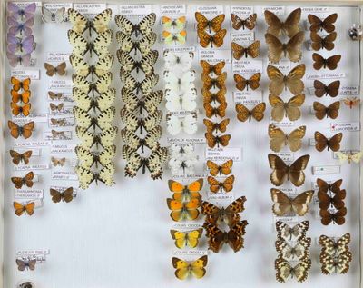 de nombreux types de papillons différents présentés dans une vitrine