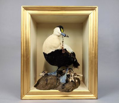 une photo d'un oiseau dans un cadre