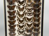 a framed display of butterflies in a shadow box