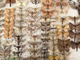 a close up of a display of moths and other insects