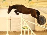 a horse that is jumping over a jump in the air