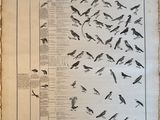 many birds that are flying in the sky together