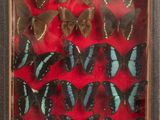 an image of a picture of a picture of a group of butterflies