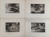quatre photos en noir et blanc d'animaux dans une forêt
