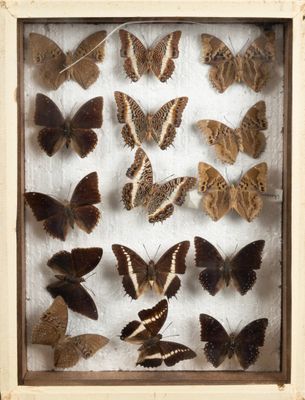 many different types of butterflies in a shadow box
