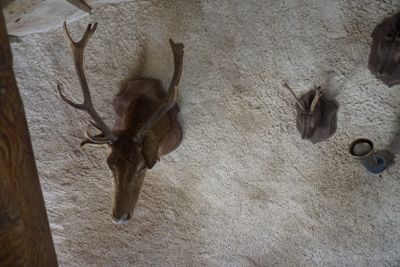 Ensemble de trophées de chasse (chevreuil, sanglier etc. - Photo 1