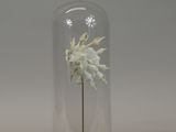 a white flower in a glass dome on a wooden stand