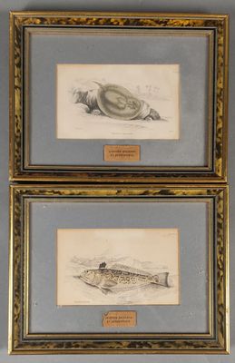 deux dessins encadrés représentant un poisson et un escargot, accrochés au mur
