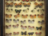 many different types of butterflies displayed in a shadow box