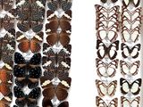 many different types of butterflies on display in a white box