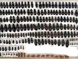 a display case filled with lots of different types of bugs