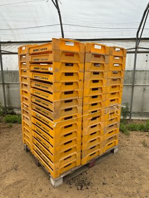 des palettes empilées les unes sur les autres dans une serre