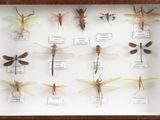 a lot of insects that are in a shadow box