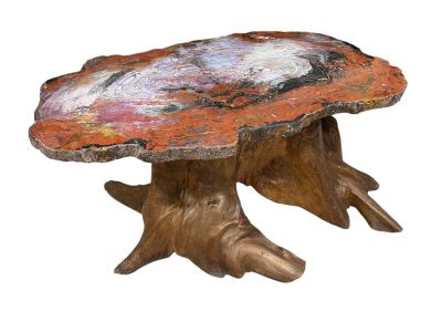 Exceptionnelle grande section d'Araucaria Mirabilis d'une in…