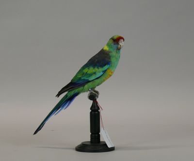 a bird that is sitting on top of a black pole