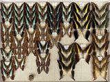 many different types of butterflies displayed on the wall