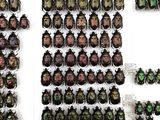 a lot of beetles that are hanging on the wall