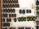 a lot of beetles that are on display in a case